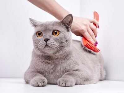 FelineGrooming white dog