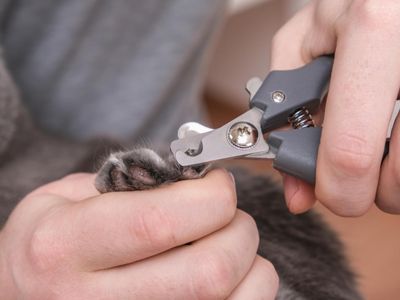 NailPackages nail trim