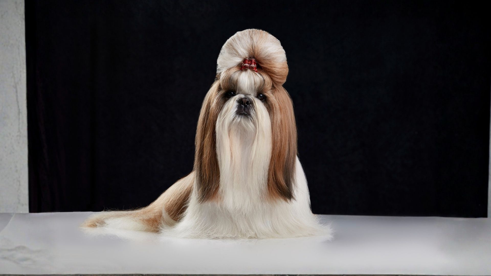 Pricing image cat in a towel